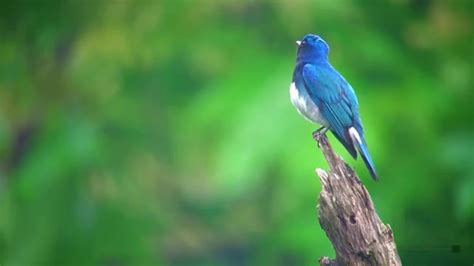 三鳥|日本三鳴鳥